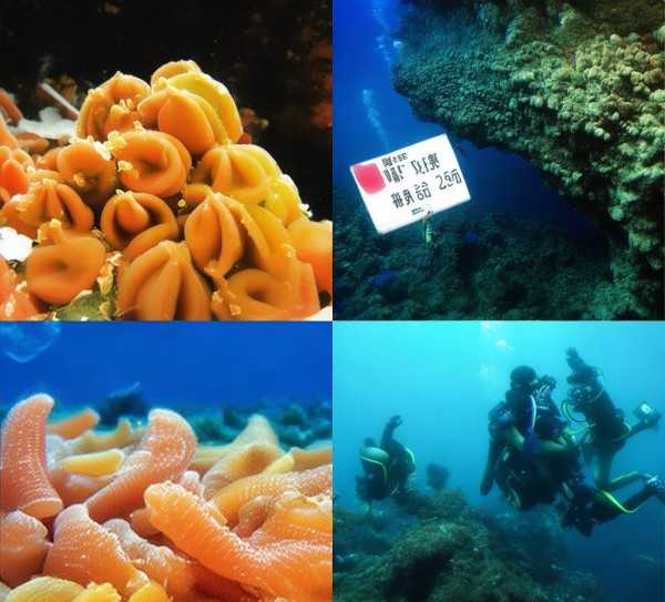 大连海参价格解析，品质与市场行情一览